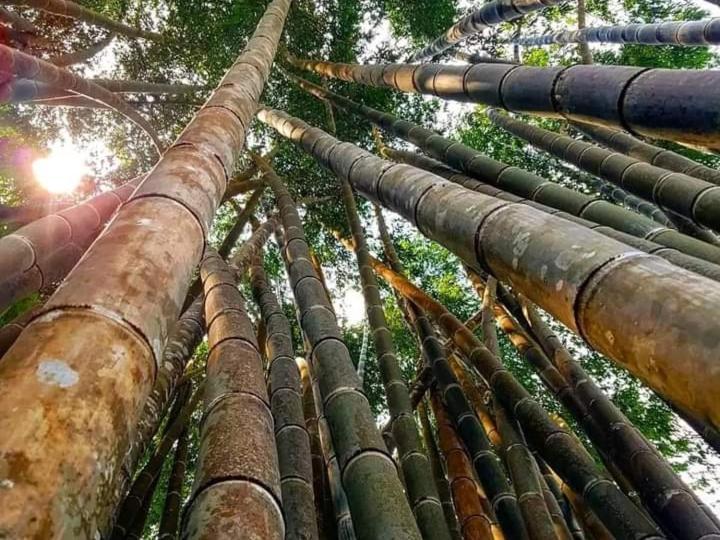 Wisma Kelimutu إنده المظهر الخارجي الصورة